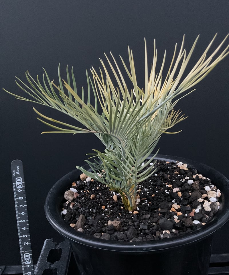 マクロザミア・マクドンネリー（Macrozamia macdonnellii）斑入り vari