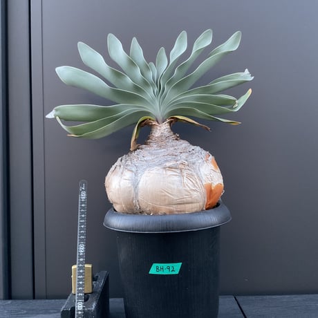 ブーファンハエマンソイデス | STORES