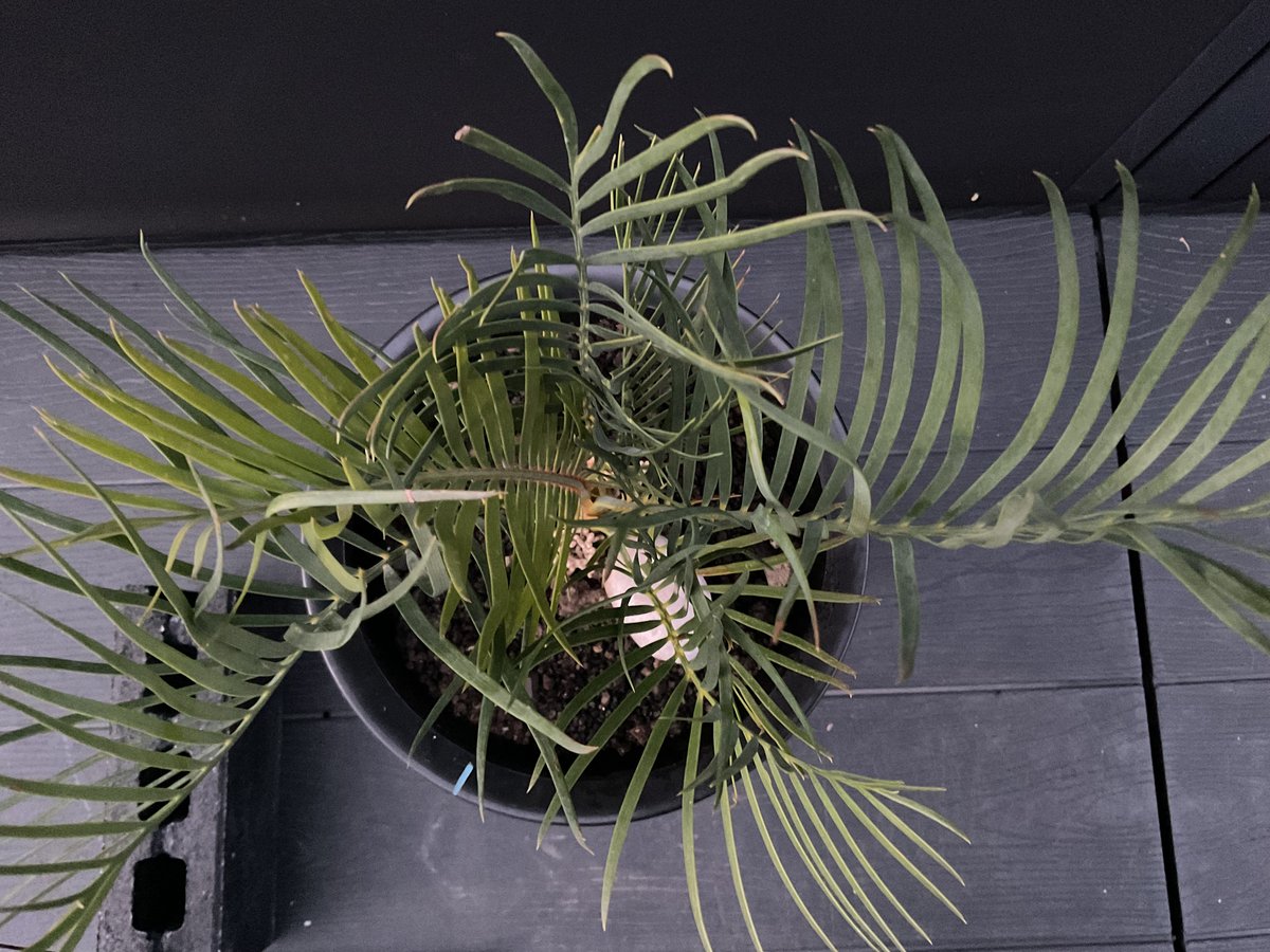 マクロザミア・マクドンネリー（Macrozamia macdonnellii） | Sun・S