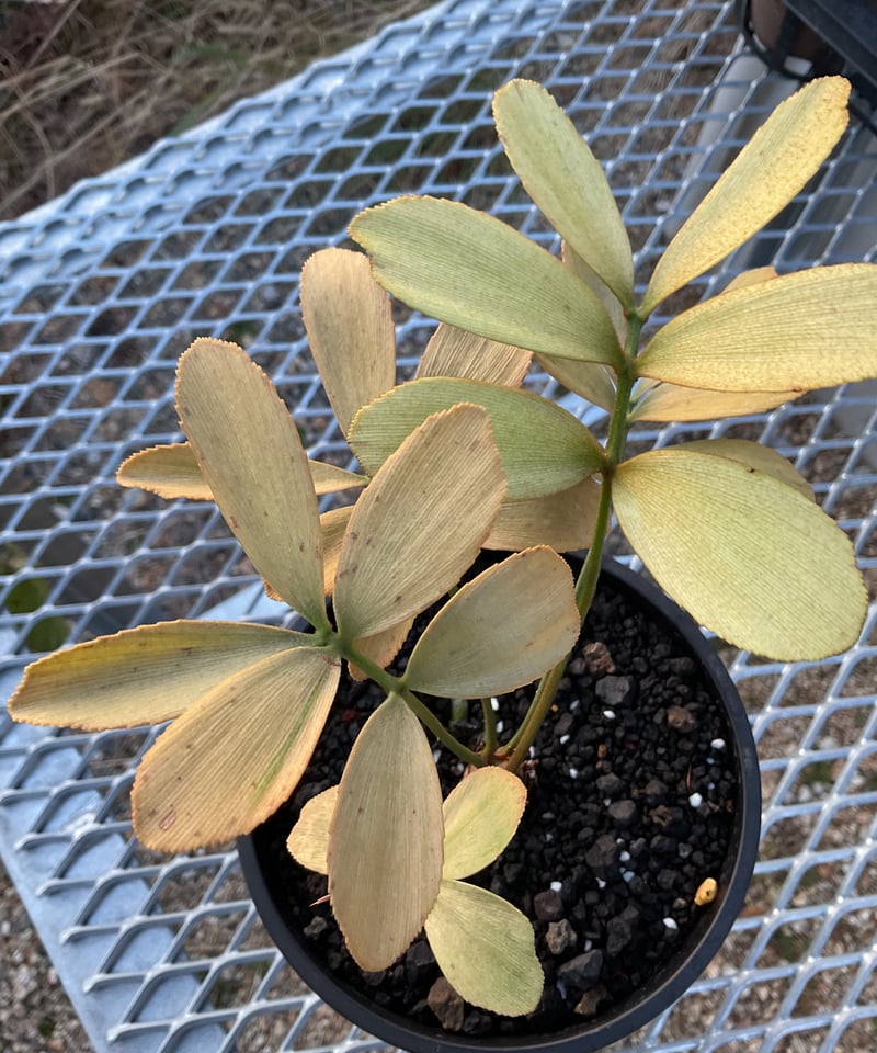 Zamia Furfuracea Variegata Ⅰザミア・フルフラケア 斑入り | Su