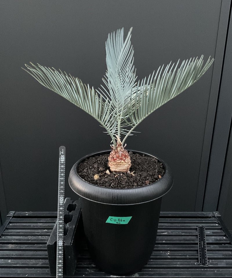 CATEGORY Cycas. Encephalartos蘇轍 | Sun・Shepherd
