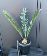 Cycas.cairnsiana サイカス・カイルンシアナ | Sun・Shepherd