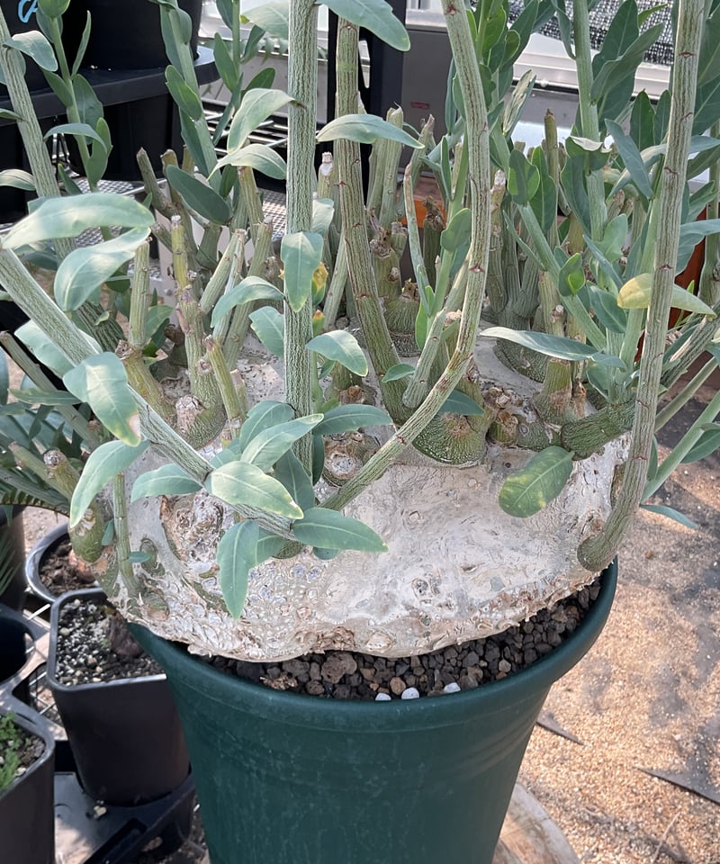 アデニア・ぺチェリー | Sun・Shepherd