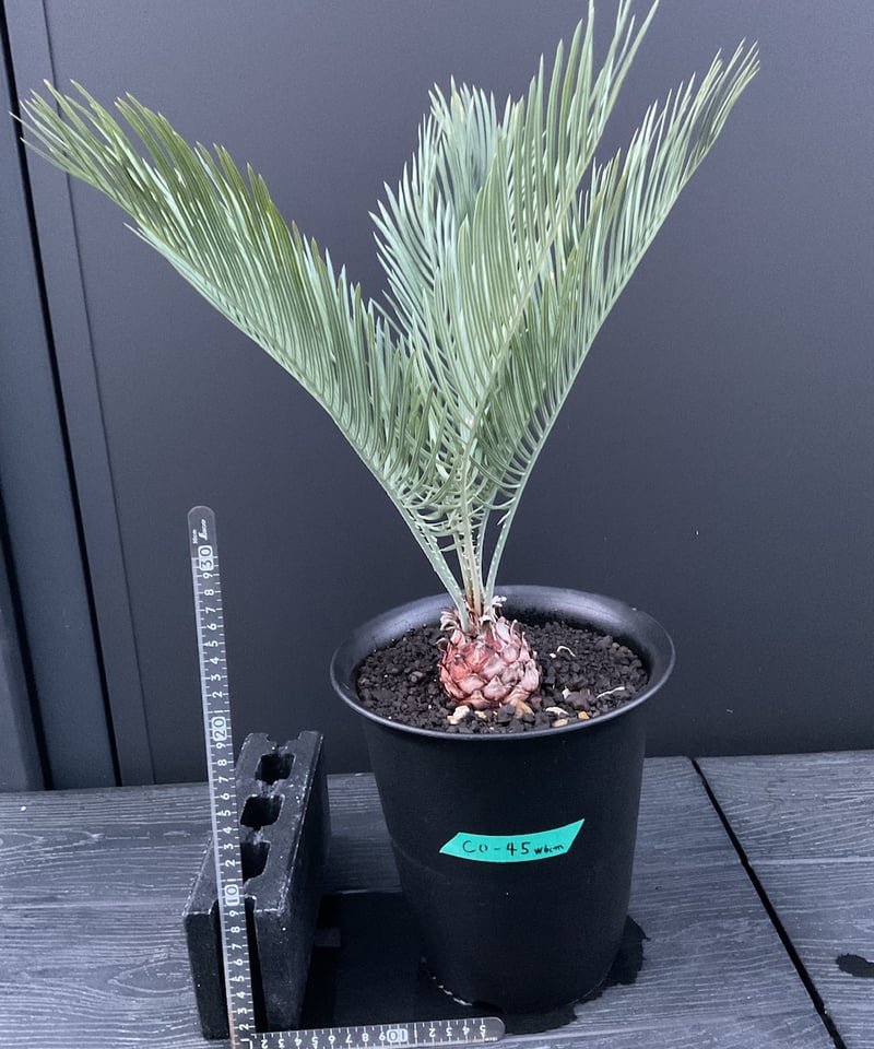 CATEGORY Cycas. Encephalartos蘇轍 | Sun・Shepherd