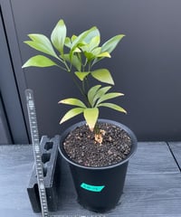 Bowenia spectabilis ボウェニア・スペクタビリス  02