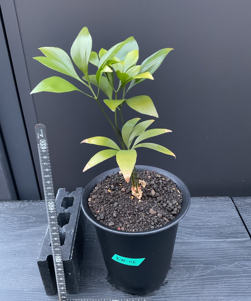 CATEGORY Cycas. Encephalartos蘇轍 | Sun・Shepherd