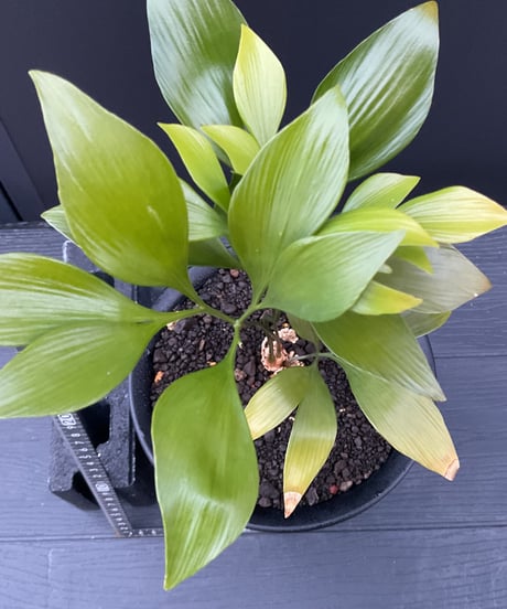 Bowenia spectabilis ボウェニア・スペクタビリス  02