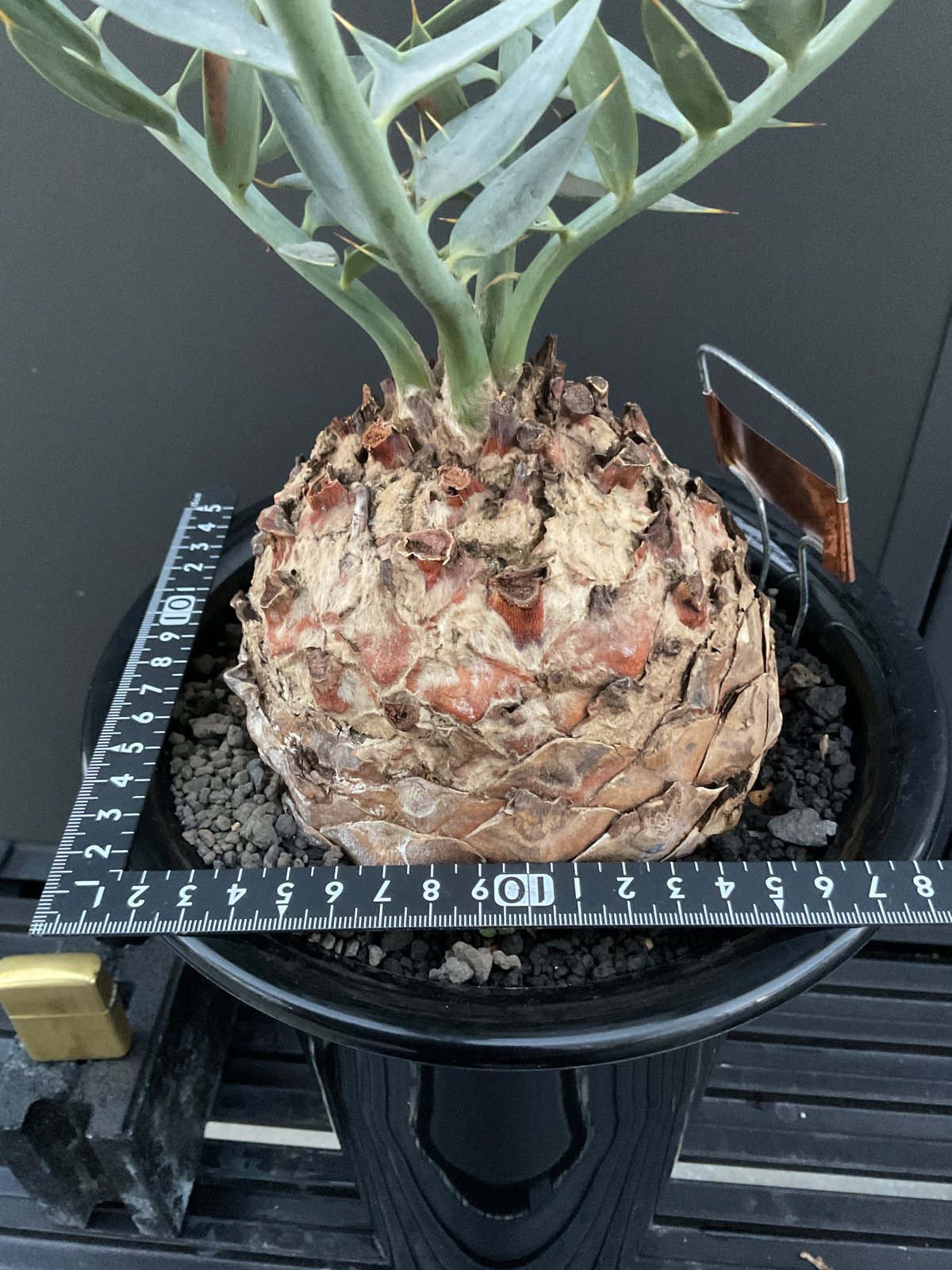 エンセファラルトス・ホリダス Encephalartos horridus | Sun エンセファラルトス・ホリダス Encephalartos horridus | Sun