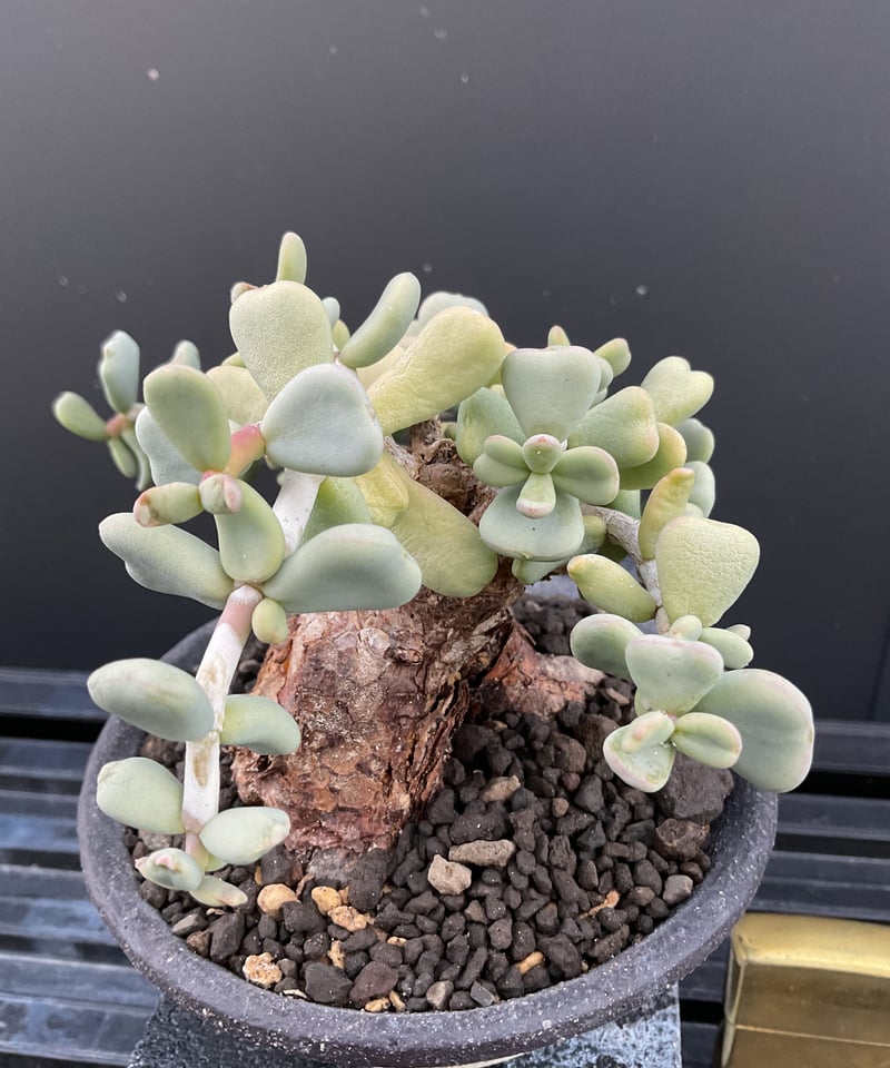 ケラリア・ピグマエア 03 | Sun・Shepherd