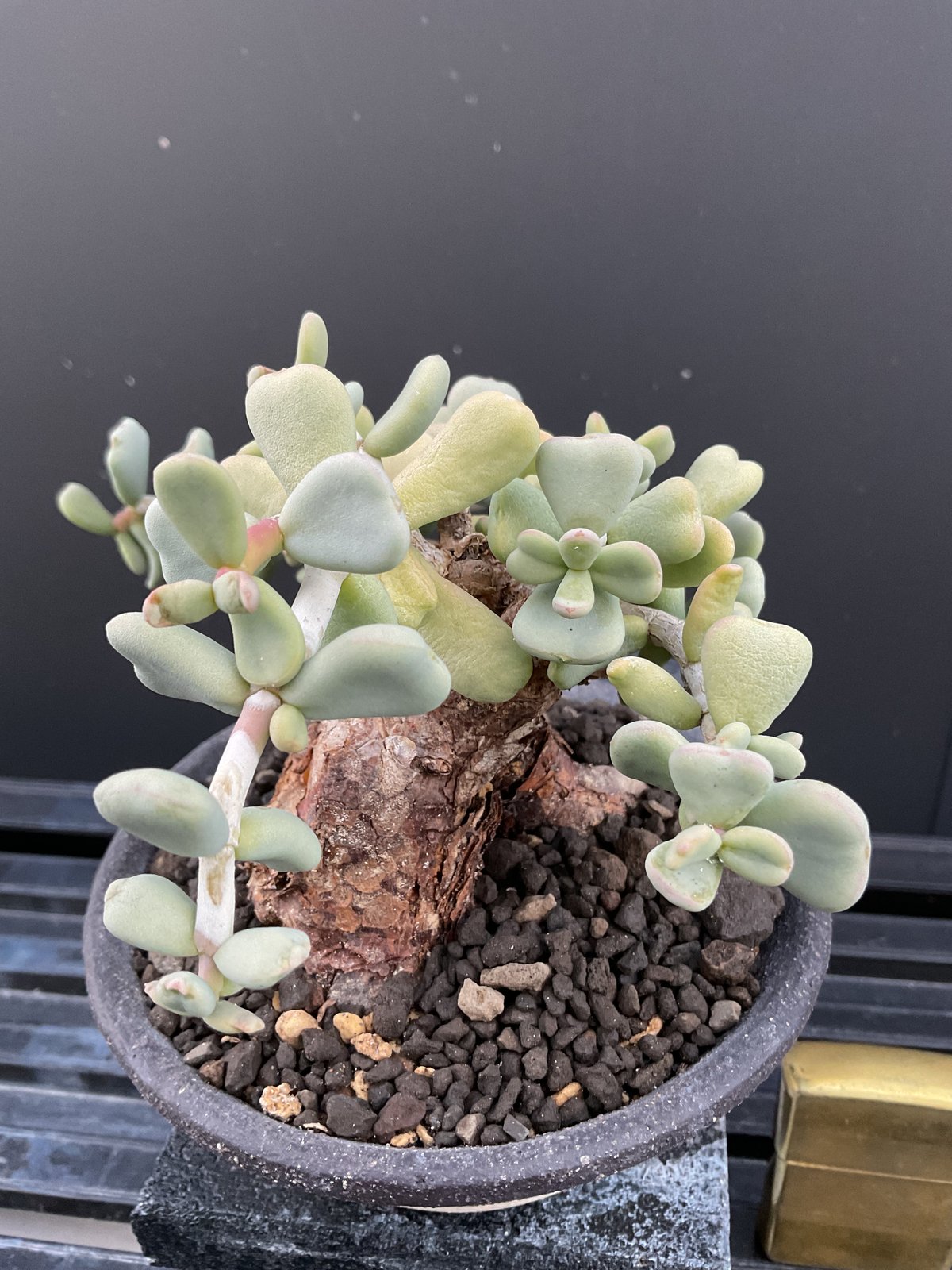 ケラリア・ピグマエア 03 | Sun・Shepherd