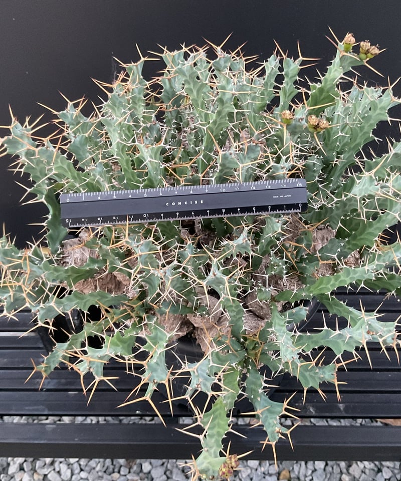 Euphorbia clavigera ユーフォルビア・クラビゲラ ② | Sun Euphorbia clavigera ユーフォルビア・クラビゲラ ② | Sun