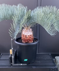 Cycas.cairnsiana サイカス・カイルンシアナ | Sun・Shepherd
