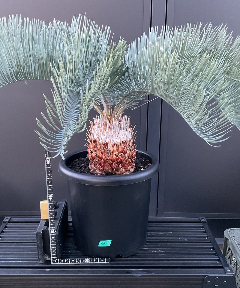 Cycas.cairnsiana サイカス・カイルンシアナ CA-8 | Sun・Sheph