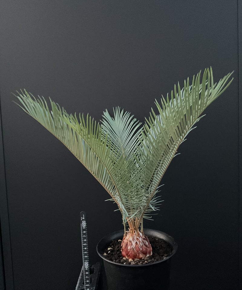 サイカス クピダ 【公式通販】