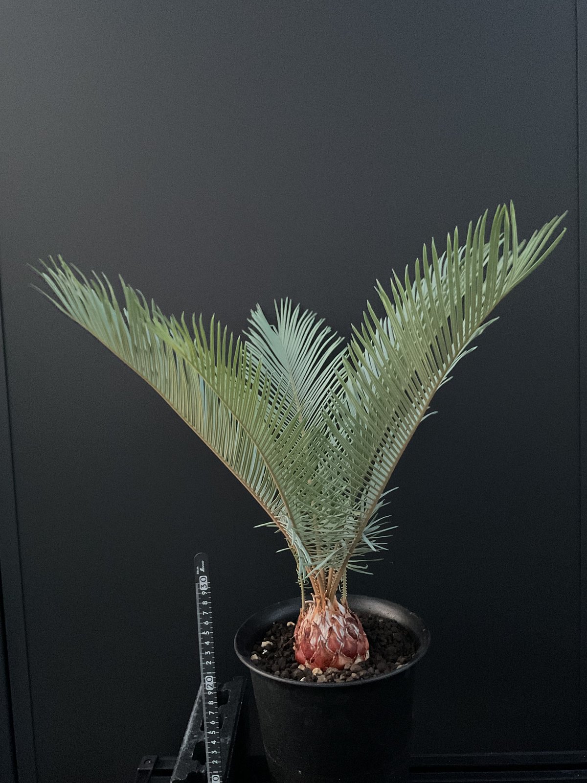 サイカス　オブ　アフリカ　Cycads of  Africa  ソテツ ホリダス エンセファラルトス・ホリダス｜Encephalartos horridus – ROUTE
