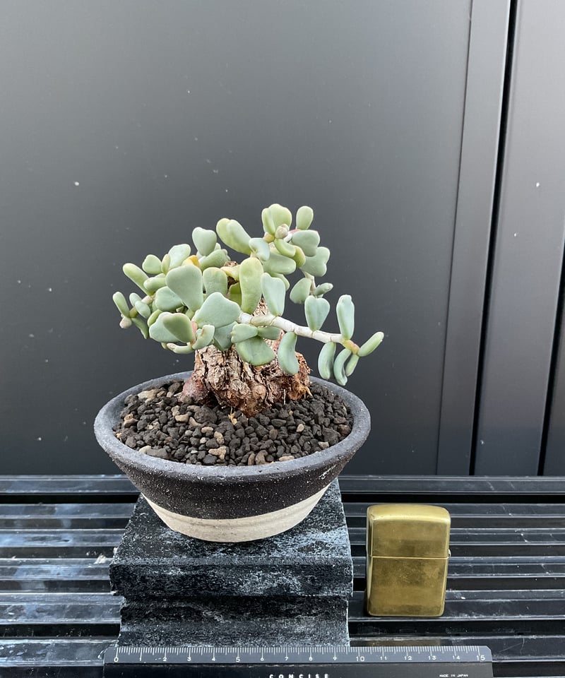 ケラリア・ピグマエア 03 | Sun・Shepherd