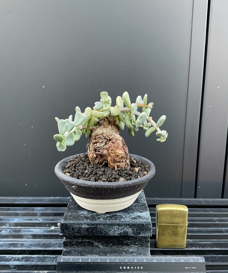 ケラリア・ピグマエア 03 | Sun・Shepherd