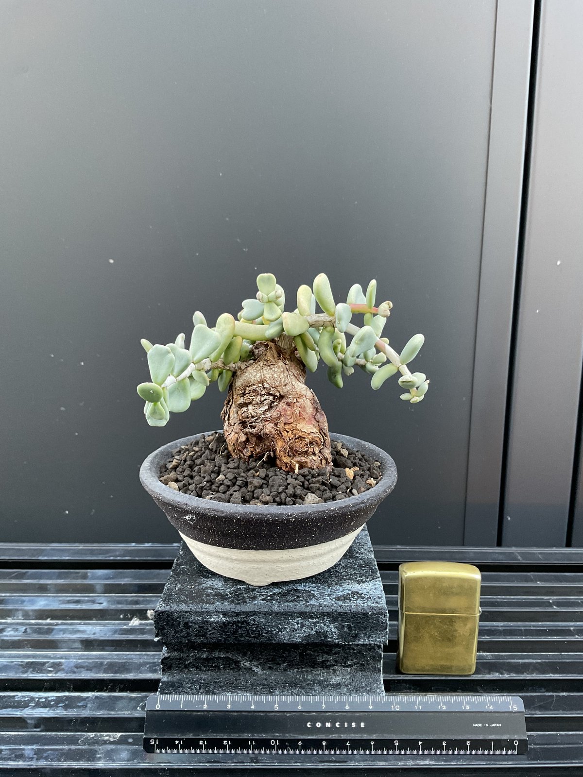 写真大好き　モンソニア・ムルチフィズム　ケラリア・ピグマエア③ ケラリア・ピグマエア 03 | Sun・Shepherd