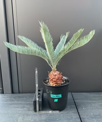 Cycas.cairnsiana サイカス・カイルンシアナ | Sun・Shepherd