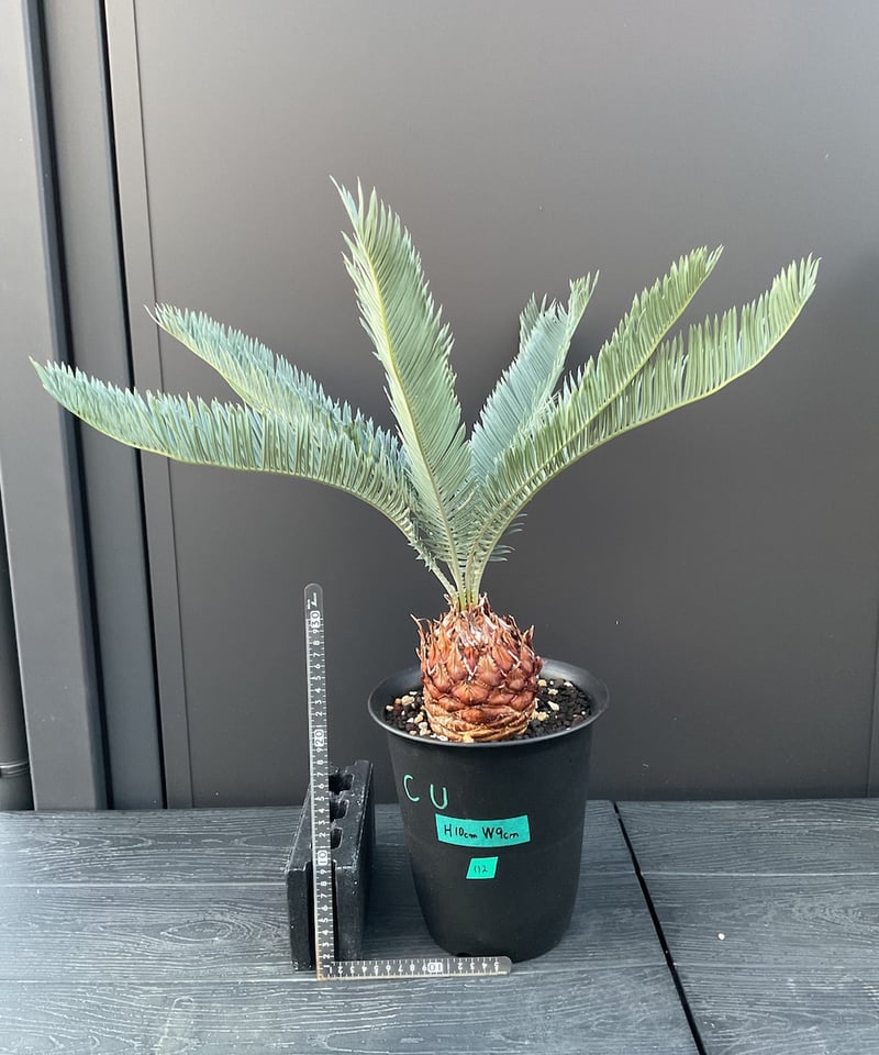 CATEGORY Cycas. Encephalartos蘇轍 | Sun・Shepherd