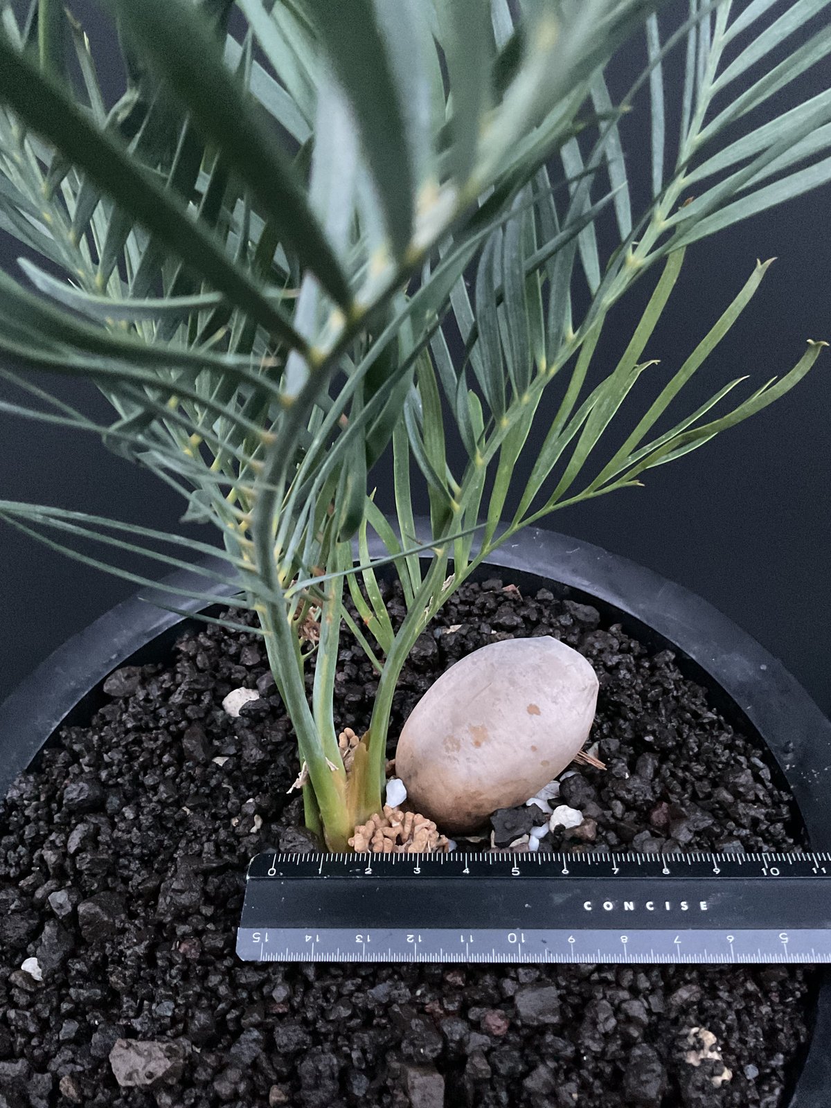 マクロザミア・マクドンネリー（Macrozamia macdonnellii） | Sun・S