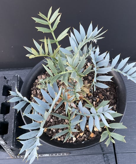 エンセファラルトス・ホリダス　18 Encephalartos horridus  実生