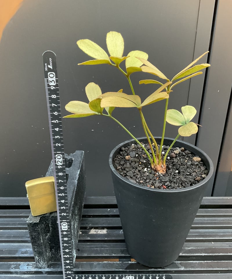 Zamia Furfuracea Variegata Ⅰザミア・フルフラケア 斑入り | Su