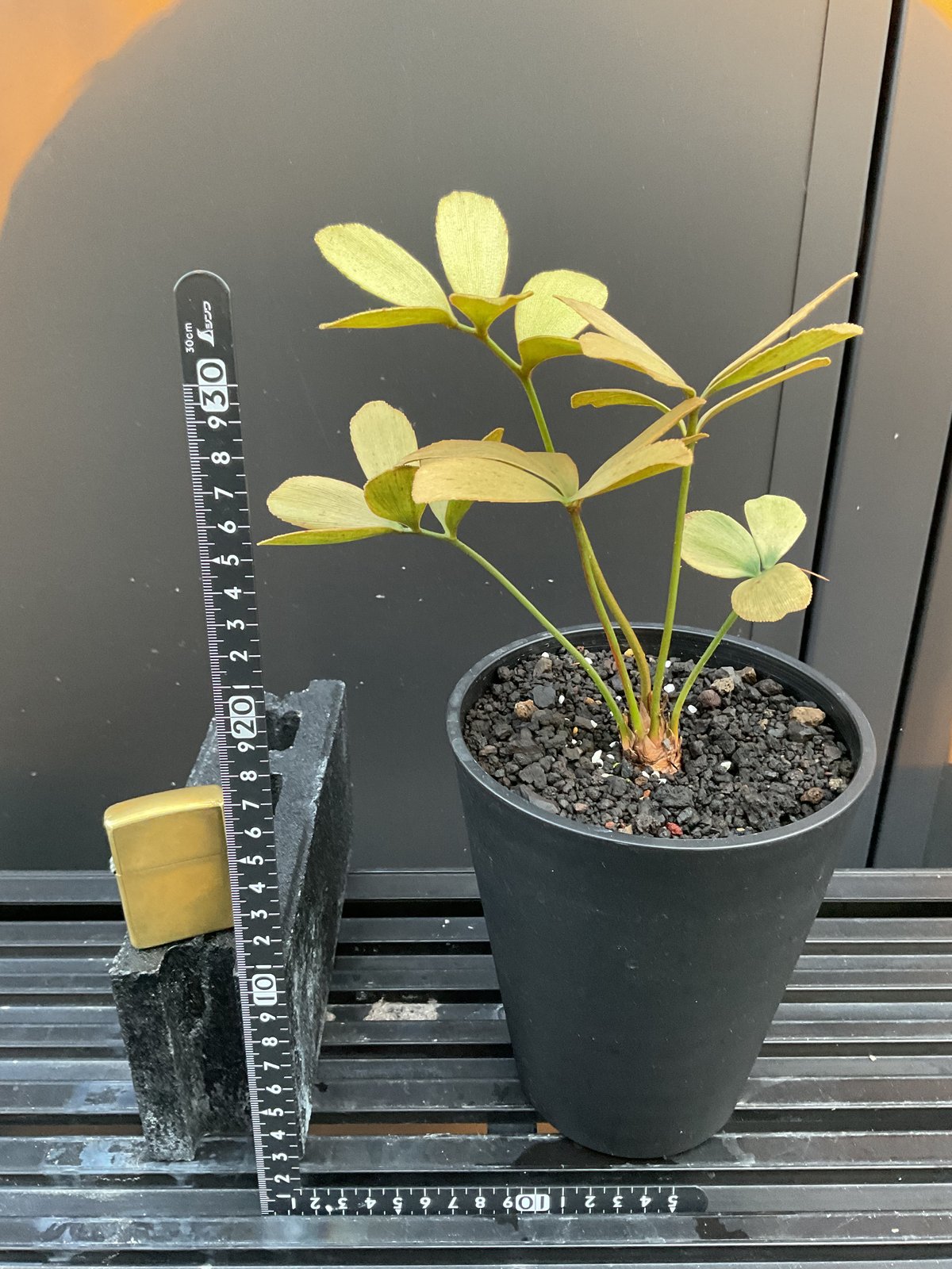 斑入り　群生 ザミア フルフラセア Zamia Furfuracea Variegata Ⅰザミア・フルフラケア 斑入り | Su