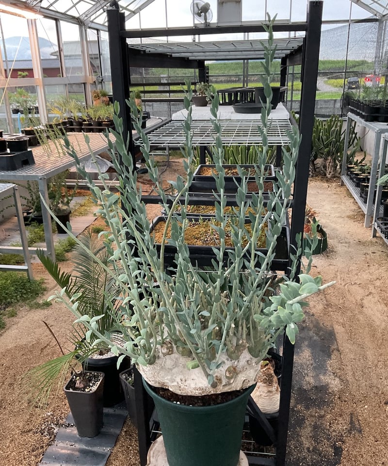 アデニア・ぺチェリー | Sun・Shepherd