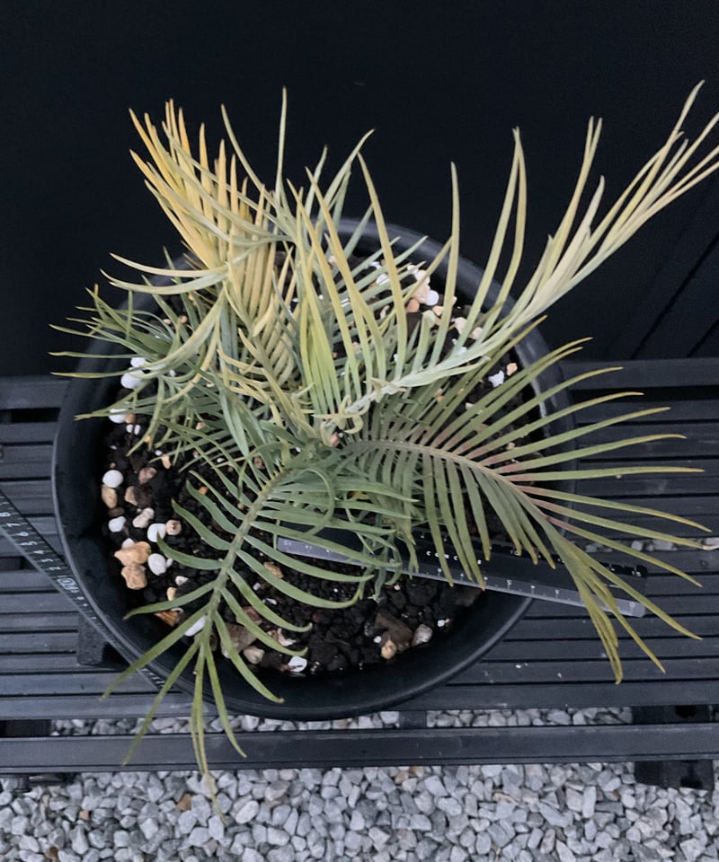 マクロザミア・マクドンネリー（Macrozamia macdonnellii）斑入り vari