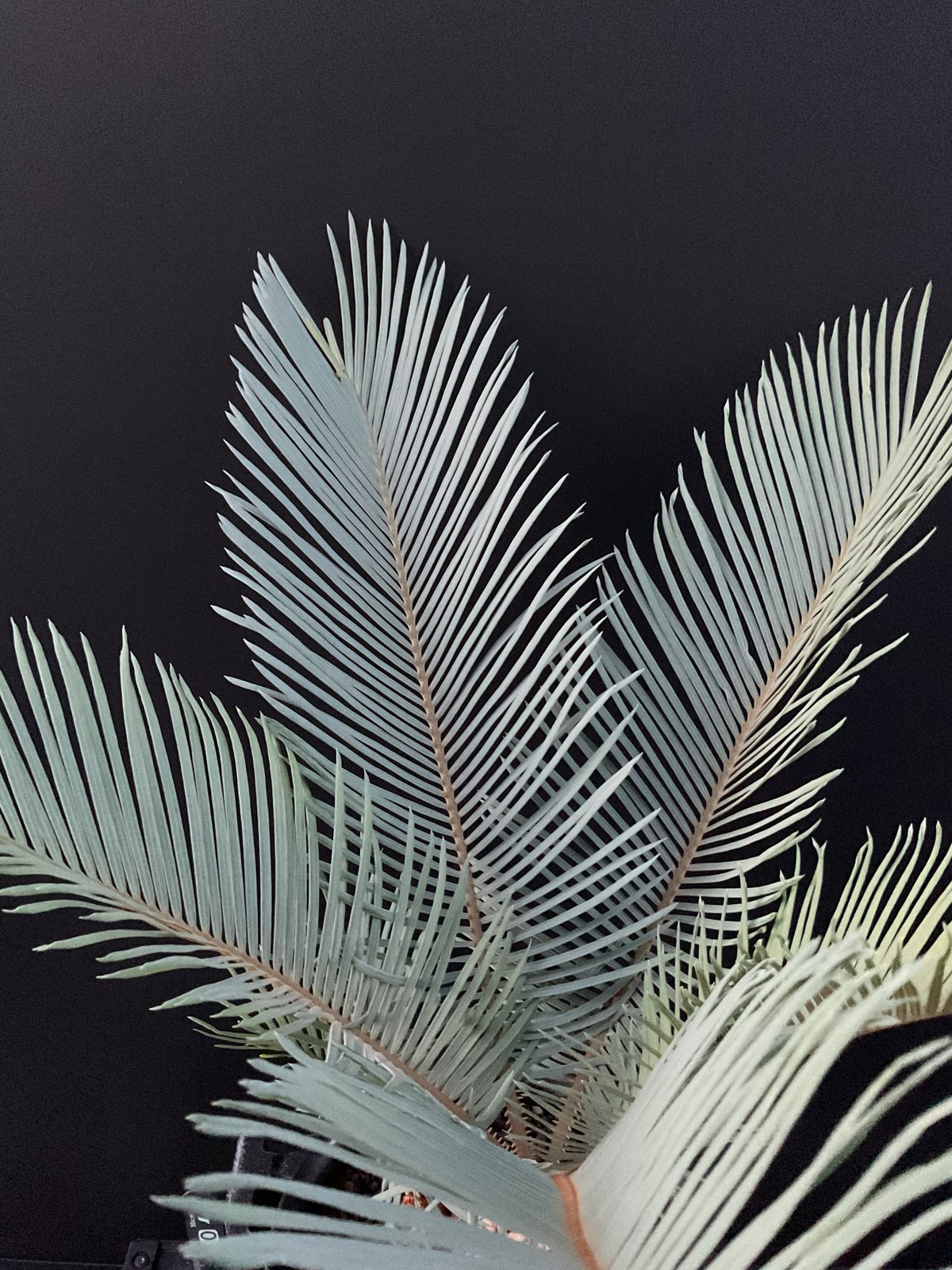 サイカスクピダ Cycas Cupida Blue サイカス・クピダ ブルー