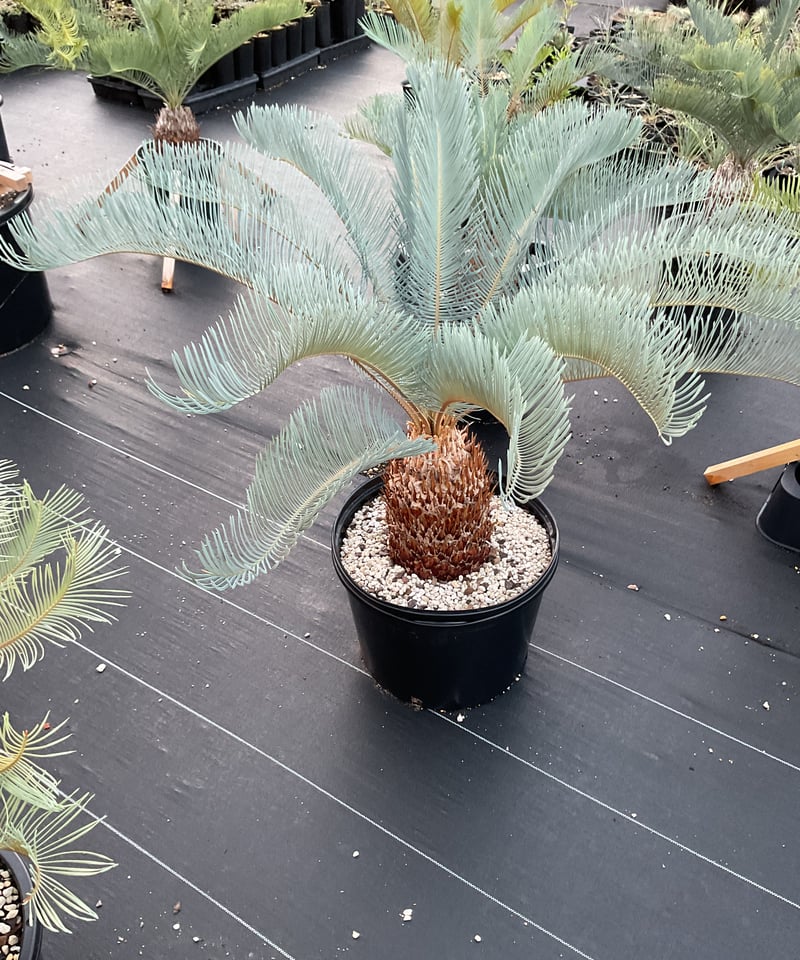 CATEGORY Cycas. Encephalartos蘇轍 | Sun・Shepherd