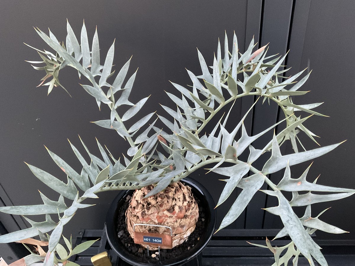 エンセファラルトス・ホリダス Encephalartos horridus | Sun エンセファラルトス・ホリダス Encephalartos horridus | Sun