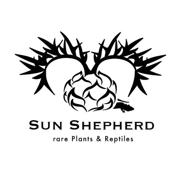 Sun・Shepherd 