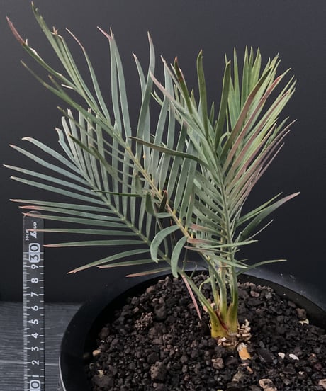 マクロザミア・マクドンネリー（Macrozamia macdonnellii）