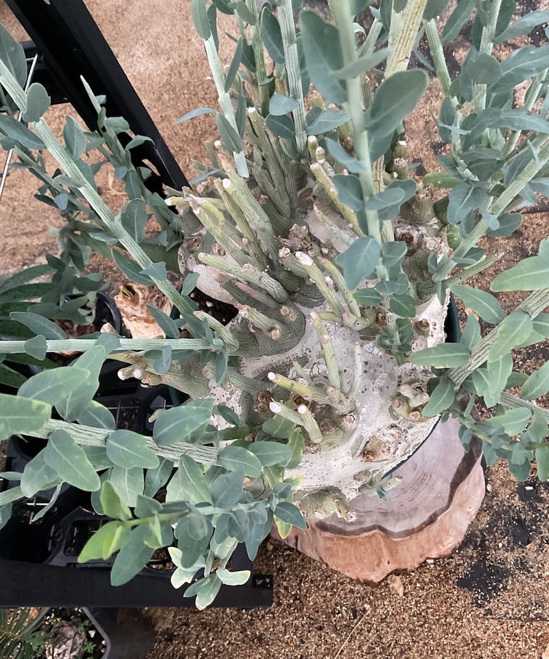 アデニア・ぺチェリー | Sun・Shepherd