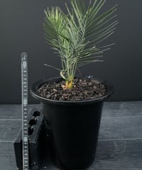 マクロザミア・マクドンネリー（Macrozamia macdonnellii）