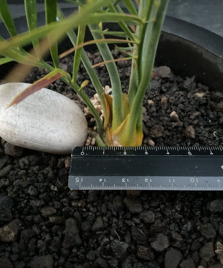 マクロザミア・マクドンネリー（Macrozamia macdonnellii）