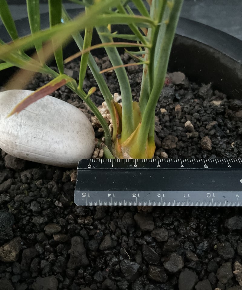 マクロザミア・マクドンネリー（Macrozamia macdonnellii） | Sun・S