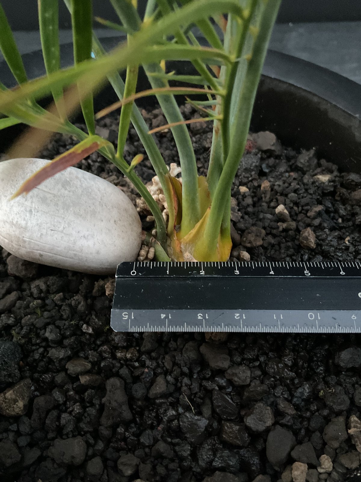 マクロザミア・マクドンネリー（Macrozamia macdonnellii） | Sun・S