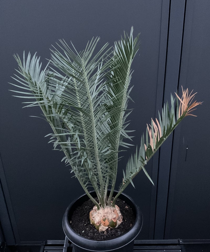 エンセファラルトス セリヌス Encephalartos Cerinus 03 | Sun・S