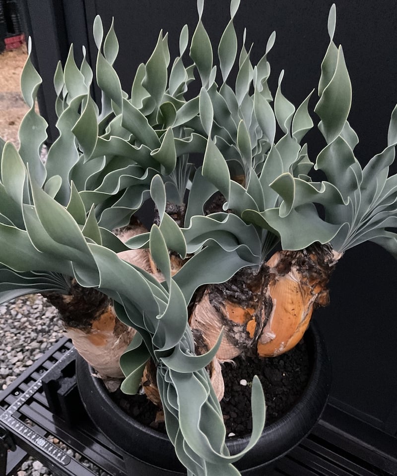 ブーファン・ハエマンソイデス 多頭 | Sun・Shepherd