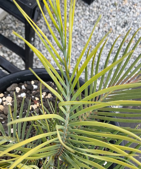 マクロザミア・マクドンネリー（Macrozamia macdonnellii）斑入り　variegated