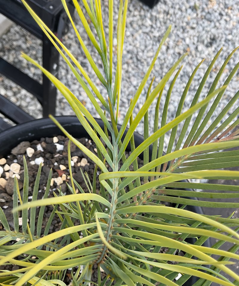 マクロザミア・マクドンネリー（Macrozamia macdonnellii）斑入り vari