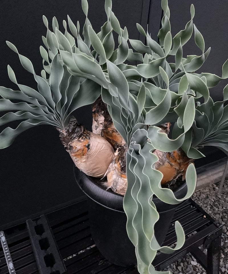 ブーファン・ハエマンソイデス 多頭 | Sun・Shepherd