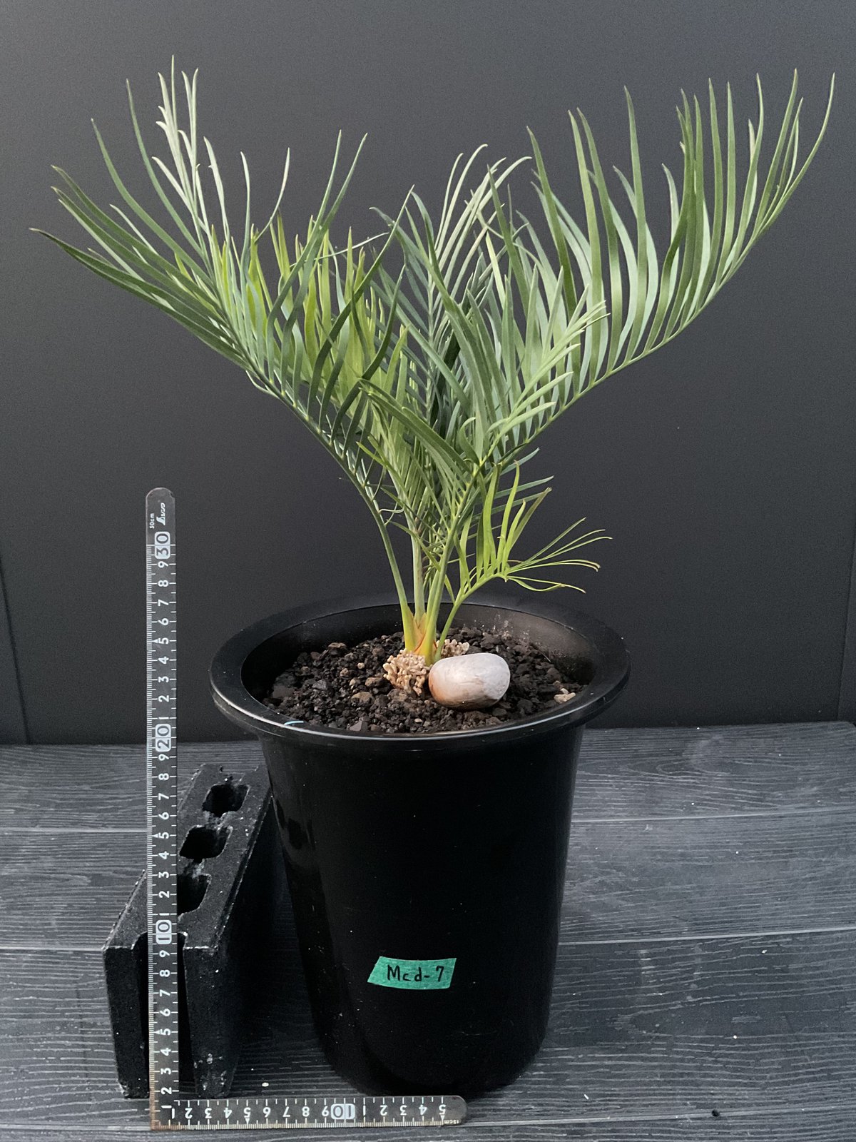 マクロザミア・マクドンネリー（Macrozamia macdonnellii） | Sun・S