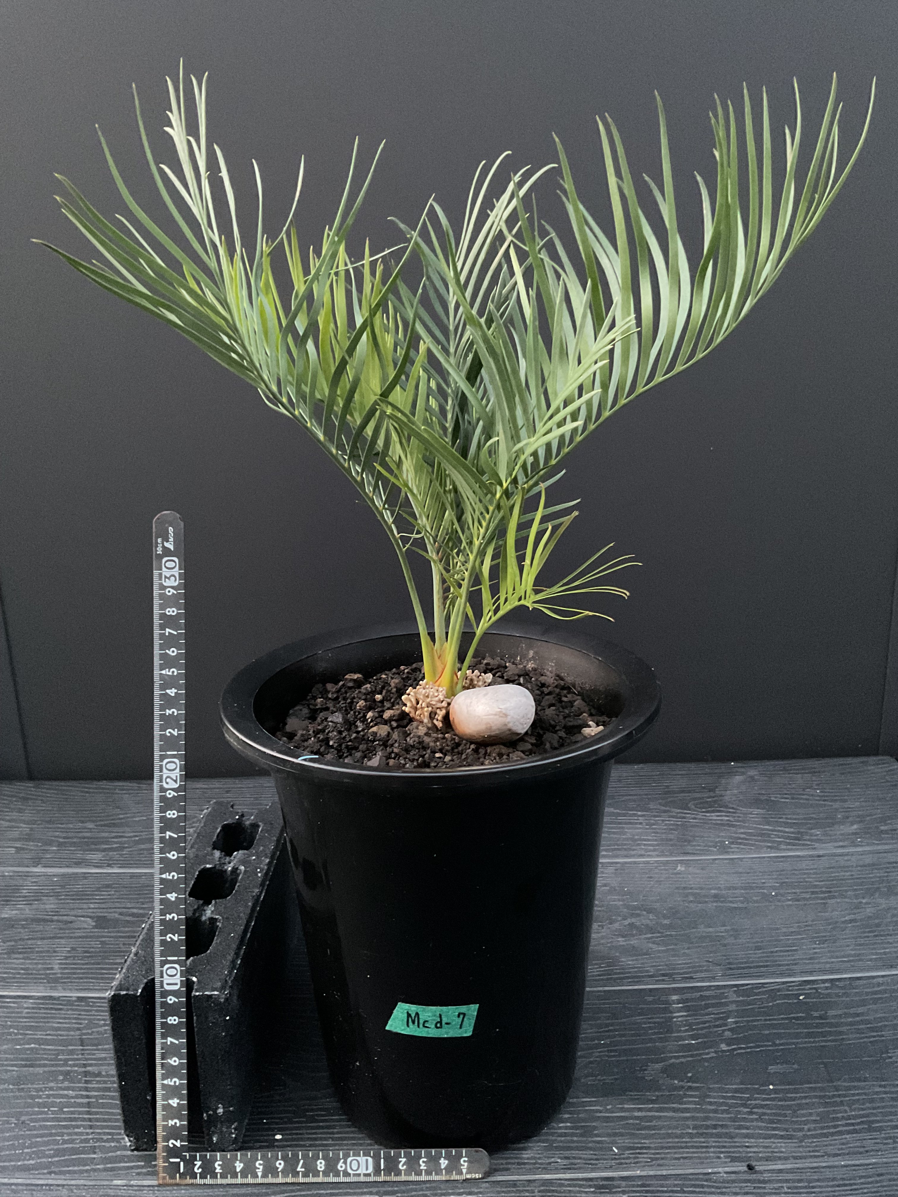 マクロザミア・マクドンネリー（Macrozamia macdonnellii） | Sun・S