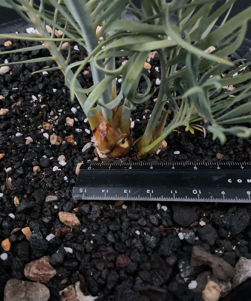 マクロザミア・マクドンネリー（Macrozamia macdonnellii）斑入り vari