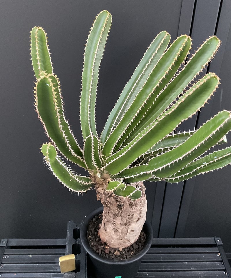 ユーフォルビア　ムランジーナ ユーフォルビア ムランジーナ | STELLA.PLANTS