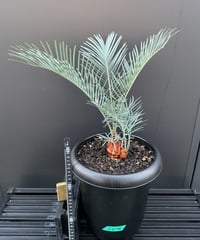 Cycas・Cupida サイカス・クピダ　CU -M